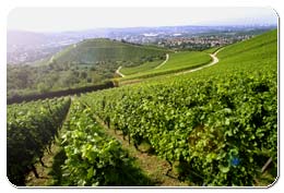 Weinberge